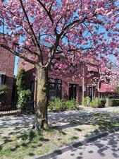 Room for rent 630 euro Hoge Boekelerweg, Enschede