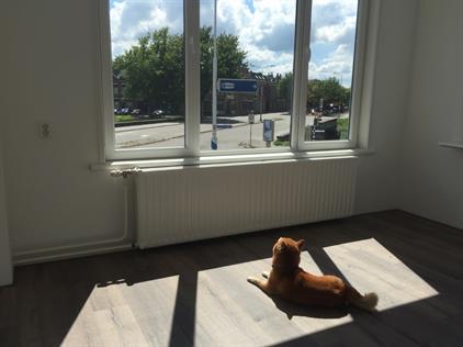 Kamer te huur 580 euro Oranjesingel, Breda