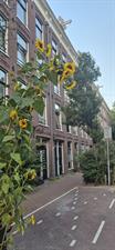 Room for rent 1600 euro Frans Halsstraat, Amsterdam
