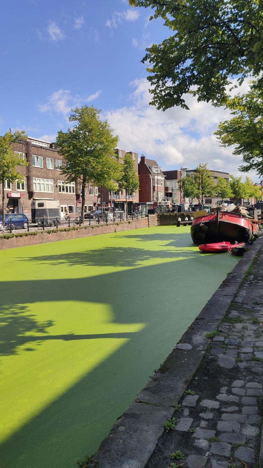 Turfsingel
