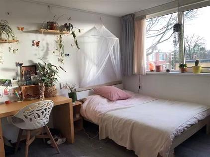 Zimmer zu vermieten 484 Euro Borgplein, Groningen