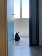 Room for rent 400 euro Diergaardesingel, Rotterdam