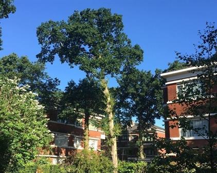 Room for rent 700 euro Van Neckstraat, Den Haag
