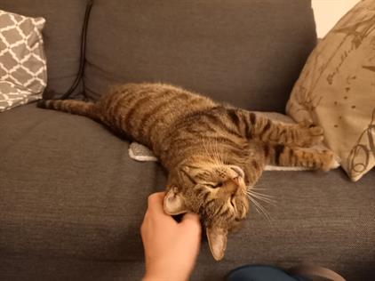 Appartement te huur 670 euro Kromme Nieuwegracht, Utrecht