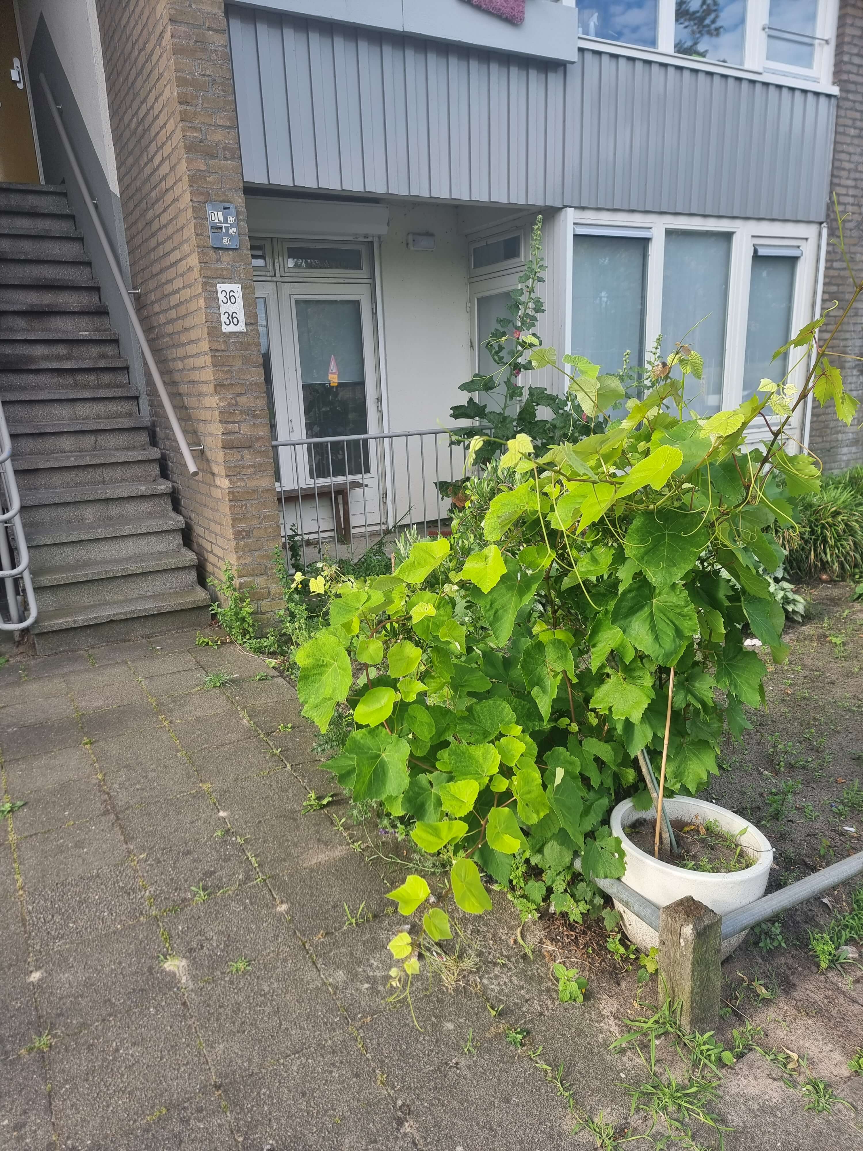 apartments for rent on Cervanteslaan