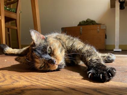 Room for rent 1100 euro Lange Lauwerstraat, Utrecht