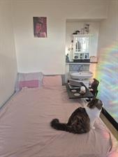 Room for rent 480 euro Brandtstraat, Den Haag