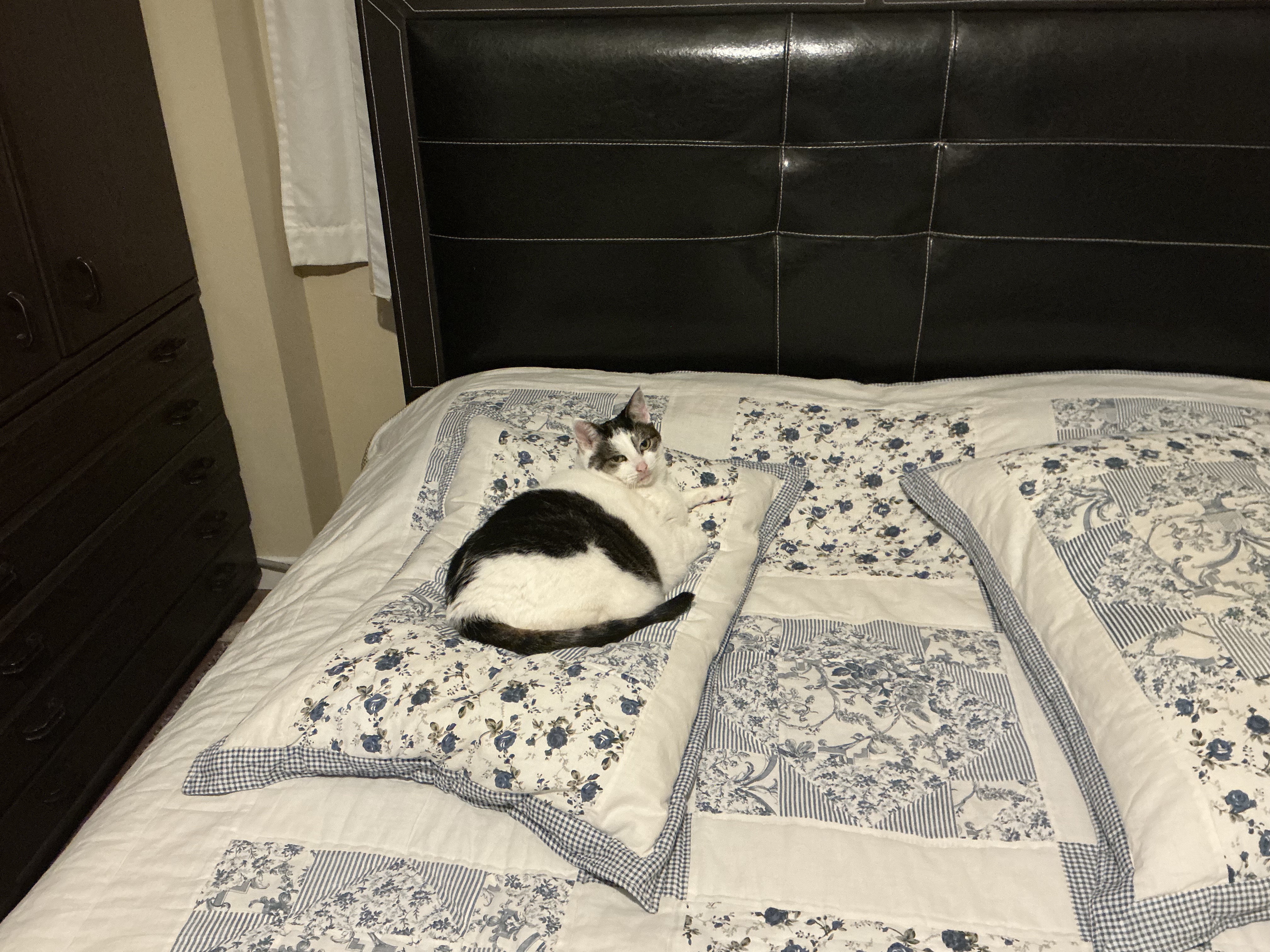 Van Oldenbarneveldtstraat