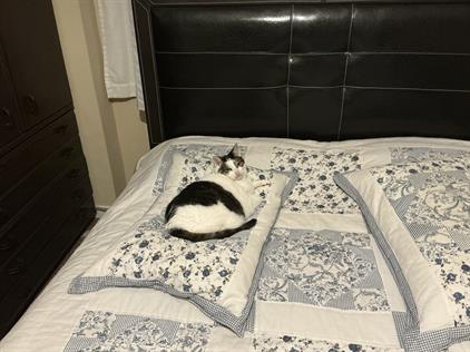 Kamer te huur 950 euro Van Oldenbarneveldtstraat, Amsterdam