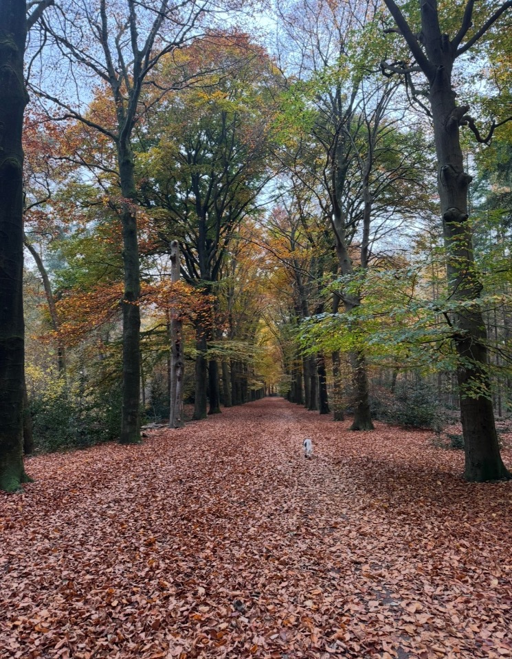 Appartement te huur in Bilthoven – Korte Boslaan – foto 4
