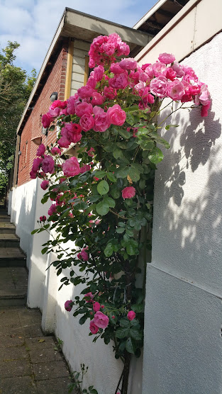 vrije-sector-woningen te huur op Daniel Noteboomstraat