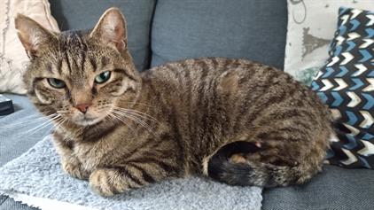 Apartment for rent 1000 euro Kromme Nieuwegracht, Utrecht