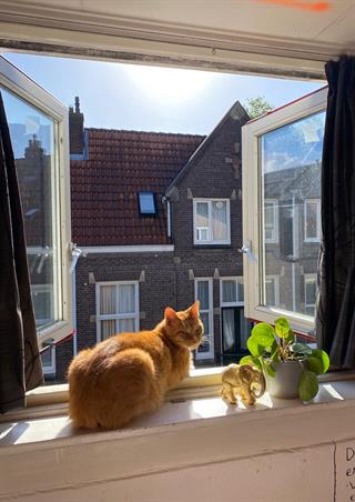 Zimmer bei Bevrijdingsstraat In Wageningen
