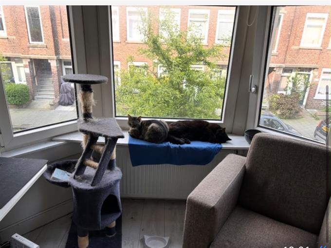 Zimmer bei Cornelis van der Lijnstraat In Den Haag