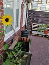 Room for rent 430 euro Oosterhamrikkade, Groningen
