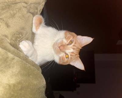 Aleja