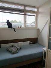 Room for rent 550 euro Valkenswaardstraat, Tilburg