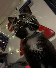 Kamer te huur 450 euro Witbreuksweg, Enschede