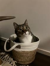 Appartement te huur 1500 euro Hoofdweg, Amsterdam