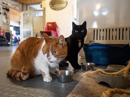 Kamer te huur 355 euro Calslaan, Enschede