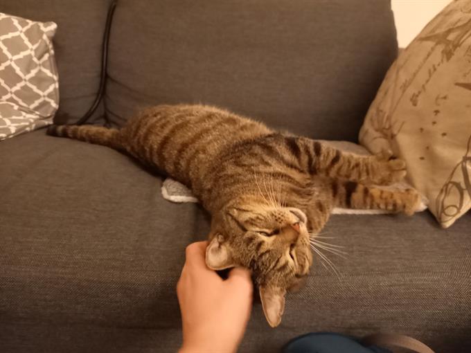 Kamer in Utrecht, Kromme Nieuwegracht op Kamernet.nl: MET BINNEN-KAT!! Appartement in centrum Utrecht