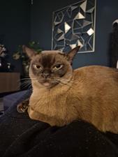 Room for rent 900 euro Lomanlaan, Utrecht