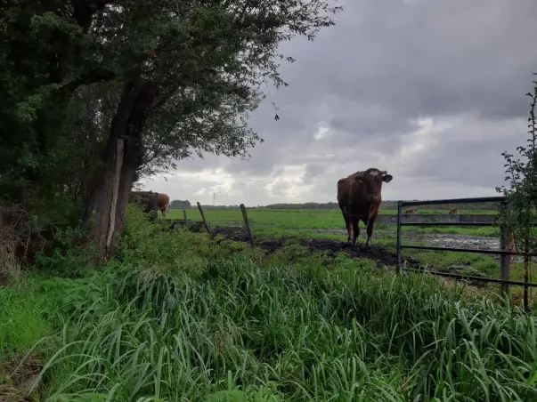 Kamer te huur aan de Schieweg in Schipluiden